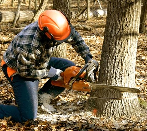 Tree Removal in Zurich, MT